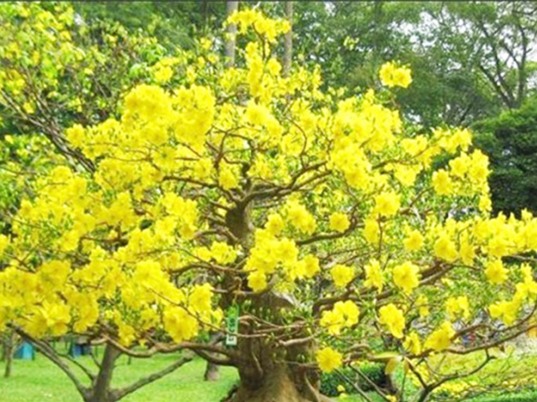 TP Huế: Bảo tồn giống mai vàng quý